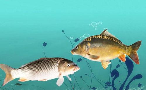 青鱼视频国产61免费,青鱼视频带你领略国产影视魅力